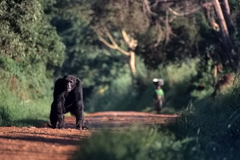 http://www.transafrika.org/media/Uganda Bilder/Schimpanse Regenwald.jpg